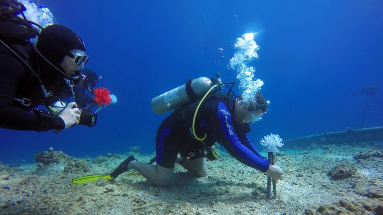 buzos plantan coral