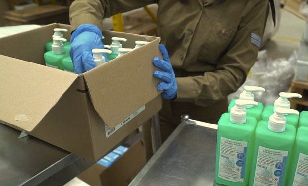 Guardias-de-oro adultos