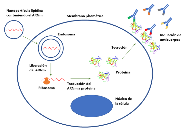 Tecnología mARN vacunas