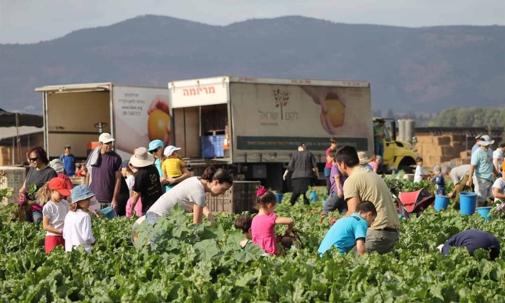 Voluntarios-Leket-Israel-recogen-cosechas alimentos