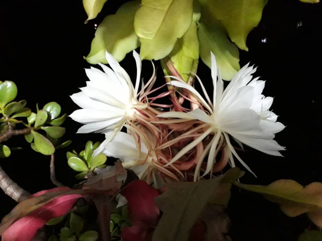 Mención-especial-Evelyn-Fuhrman concurso