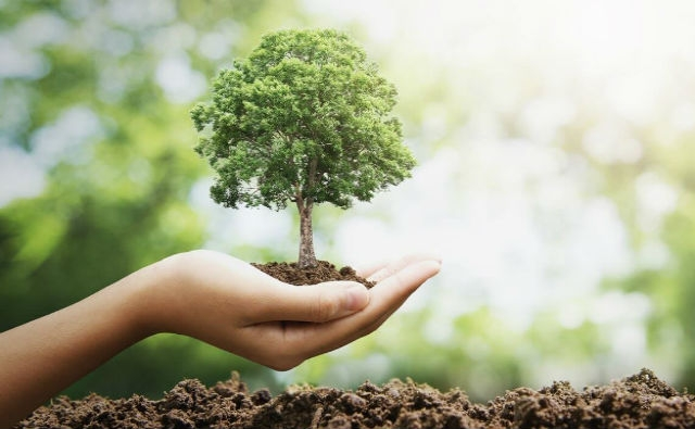 Tu-Bishvat-genérica frutas